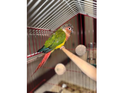 3 Aylık Evcil Konur Papağanı