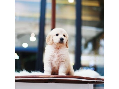 Golden Retriever Köpeği Yavruları
