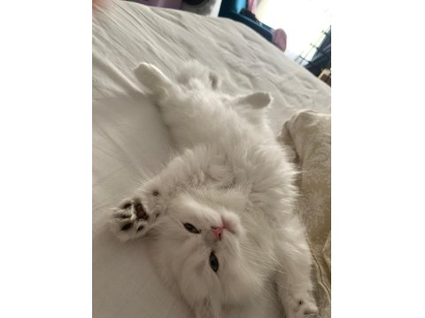 Kusursuz British Longhair 3 Aylık