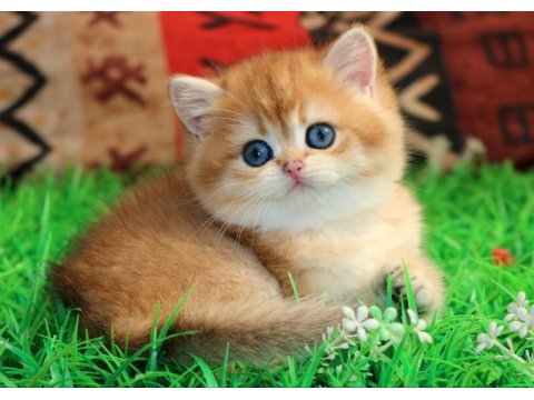 Kraliyet Yavrusu Golden British Shorthair Yavrumuz