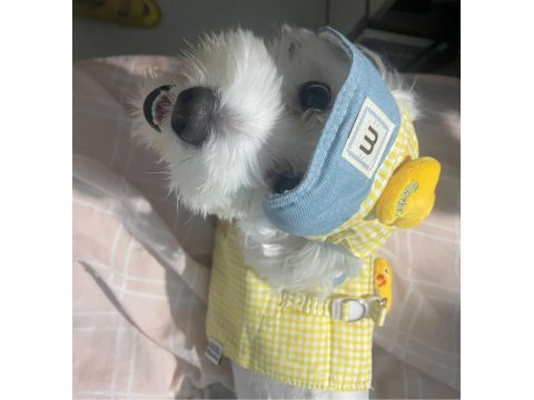 Ücretsiz 1.5 Yaşında Erkek Maltese