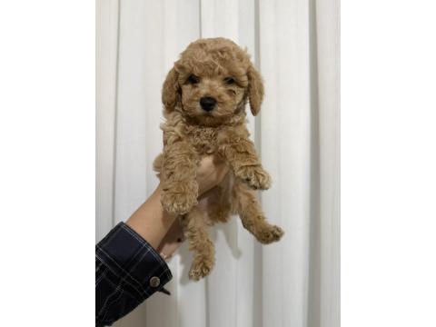 Toy Poodle Köpeği