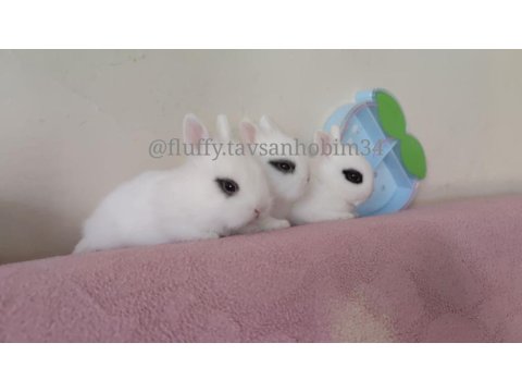 Sürme Göz - Cüce Tavşan Hotot