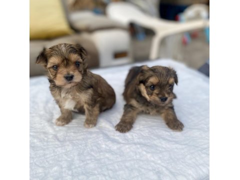 Mini Boy Morkie Prensler