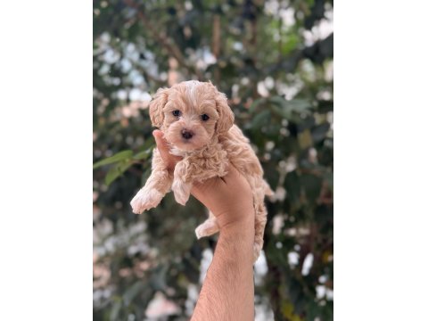 Yavru Maltipoo Köpeği
