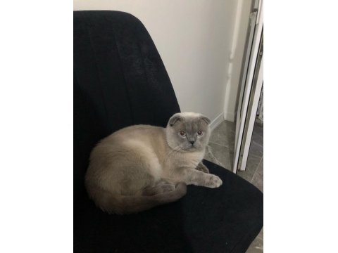 Scottish Fold Blue Point 1.5 Yaşında Erkek