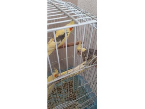 Eşli Çift Sultan Papağanı