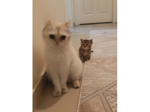 British Shorthair Kardeşler Yuva Arıyor