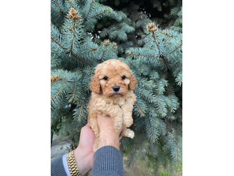 Muhteşem Renk Maltipoo Bebekler