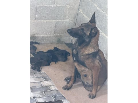Teslime Hazır Belçika Kurdu (Malinois) Yavruları