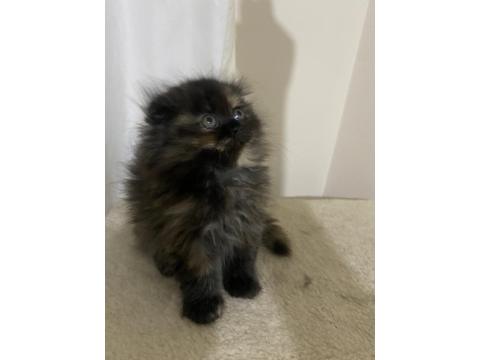 Exotic Ve Scottish Kediler