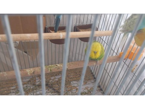 Şov Jumbo Muhabbet Kuşları