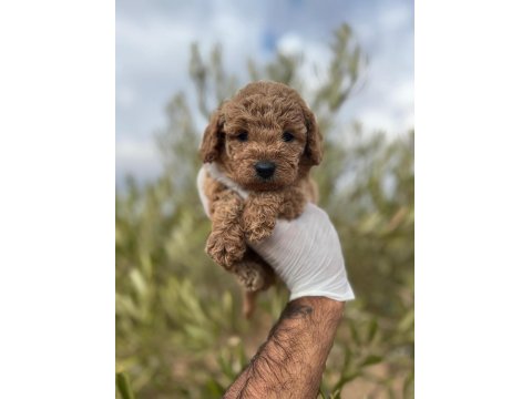 Sağlıklı Poodle Cinsi Yavrular