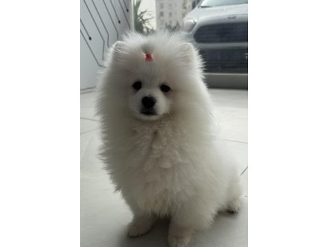 Ayı Surat Pomeranian Boo