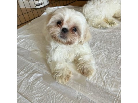 Full Beyaz Shih Tzu