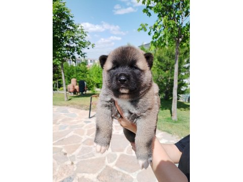 Safkan Amerikan Akitalar Yavrularımız