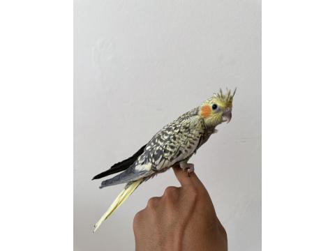 Sultan Papağanımız Sahiplendirilecektir