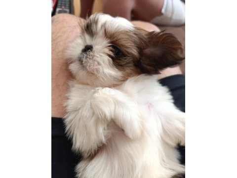 Irk Garantili Sevimli Shih Tzu Yavrular