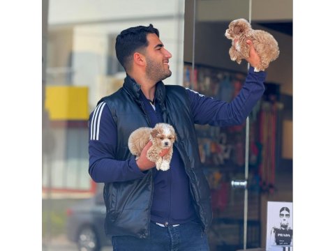 Maltipoo Yavru Irk Ve Sağlık Garanti