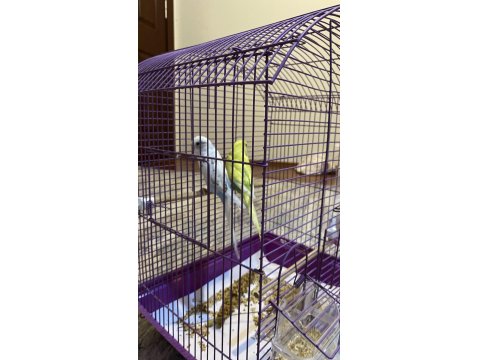 Çift Dişi Ve Erkek Muhabbet Kuşumuz