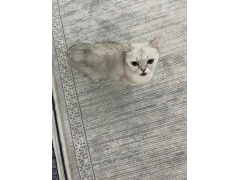 2 Yaşında Dişi Tüm Aşıları Yapılmış Kızana Gelmek Üzere British