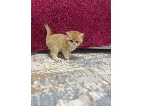 Saf Kan 2 Erkek Kardeş Golden British Kedimiz