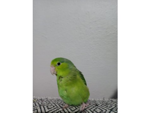 Forpus Akıllı Papağanım