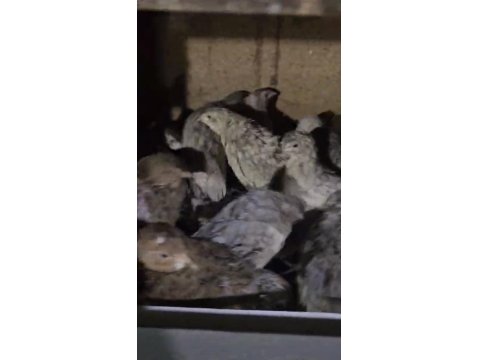 Karışık Bıldırcın Ve Kafes