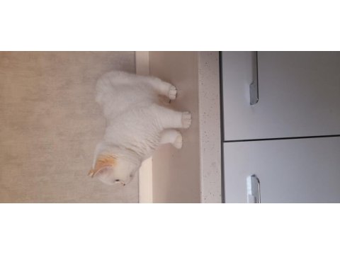 Ny1233 Erkek 3 Aylık Aşılar Ve Kum Parazit Tamam Kediler