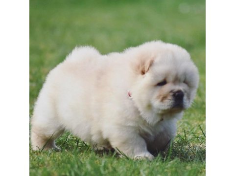 Mükemmel Kalite Chow Chow Köpeği Yavruları
