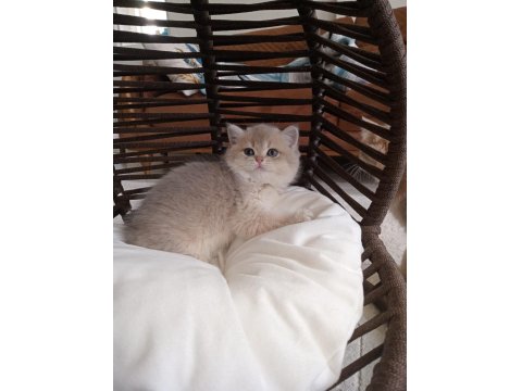 British Shorthair Kız Kardeşler