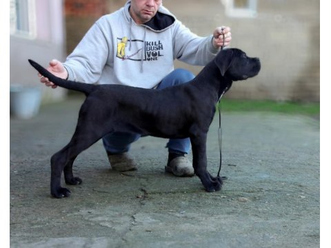 Şecereli Full Aşılı Cane Corso Yavruları