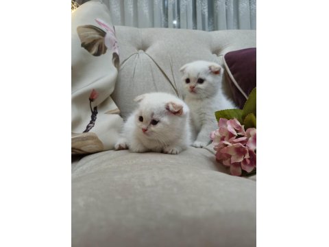 Güzel Scottish Fold Bebeklerim