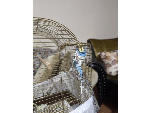 10 Aylık Muhabbet Kuşu Kafesi İle Birlikte Verilecektir