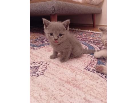 British Shorthair Blue Point
