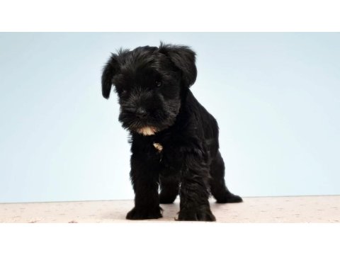 Siyah Schnauzer Yavru