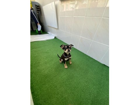 3 Aylık Oyuncu Chihuahua