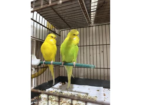 Jumbo Muhabbet Kuşları Çiftler