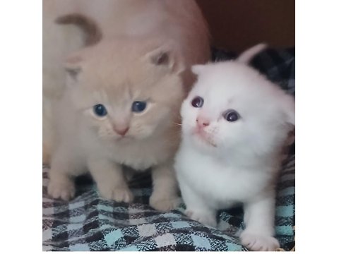 Biz 4 Kardeş Kediyiz Ki