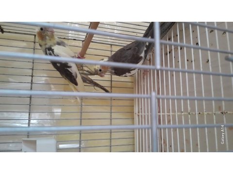 Yavru Sultan Papağanı