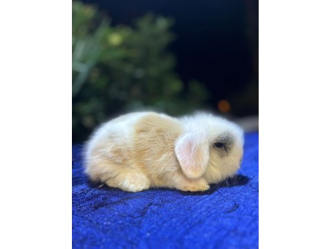 Safkan Evcil Yavru Tavşanlar Her Yere Gönderim