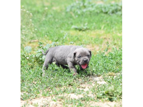 Blue Renk Cane Corso Yavrular