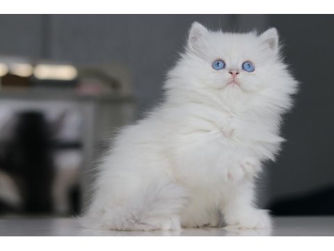 Full Şecereli Babadan Teslime Hazır British Longhair Erkek