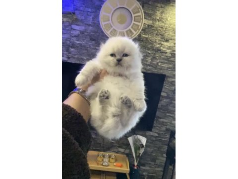 Safkan British Shorthair Yavrularımız