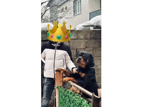 Yakışıklı Bir Erkek Rottweiler