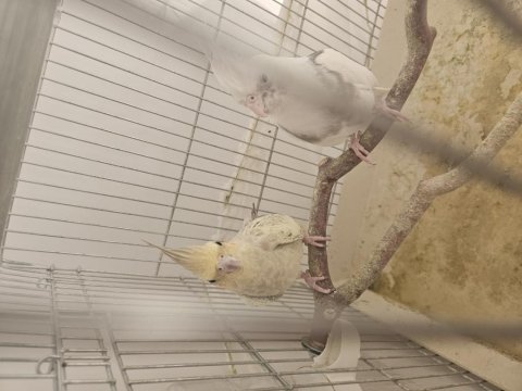 Yavru Almaya Hazır Özel Takım Sultan Papağanı