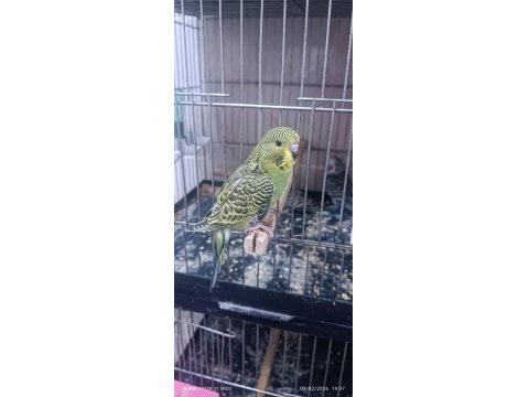 30 Günlük Ele Kola Alıştırmalık Muhabbet Kuşları