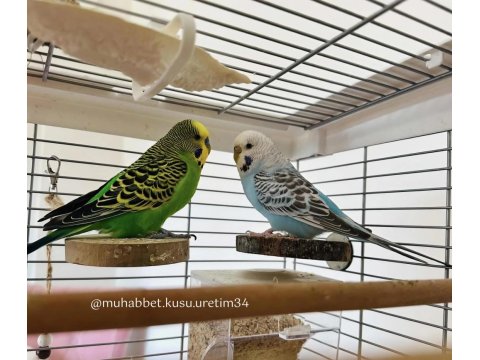 Yavru Konuşturmak İçin Eğitim Verilecek Muhabbet Kuşlar