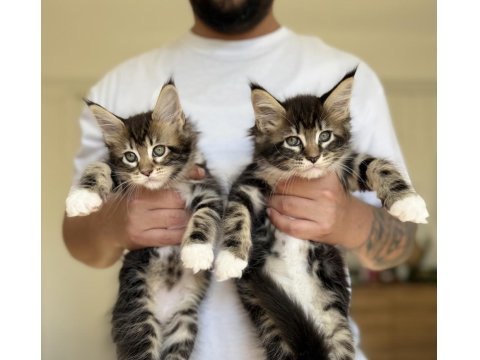 Safkan Maine Coon Kediler 1 Aralık Doğumlular Xxl