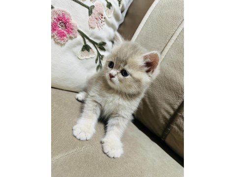 Yavru Kedimize Yuva Arıyoruz